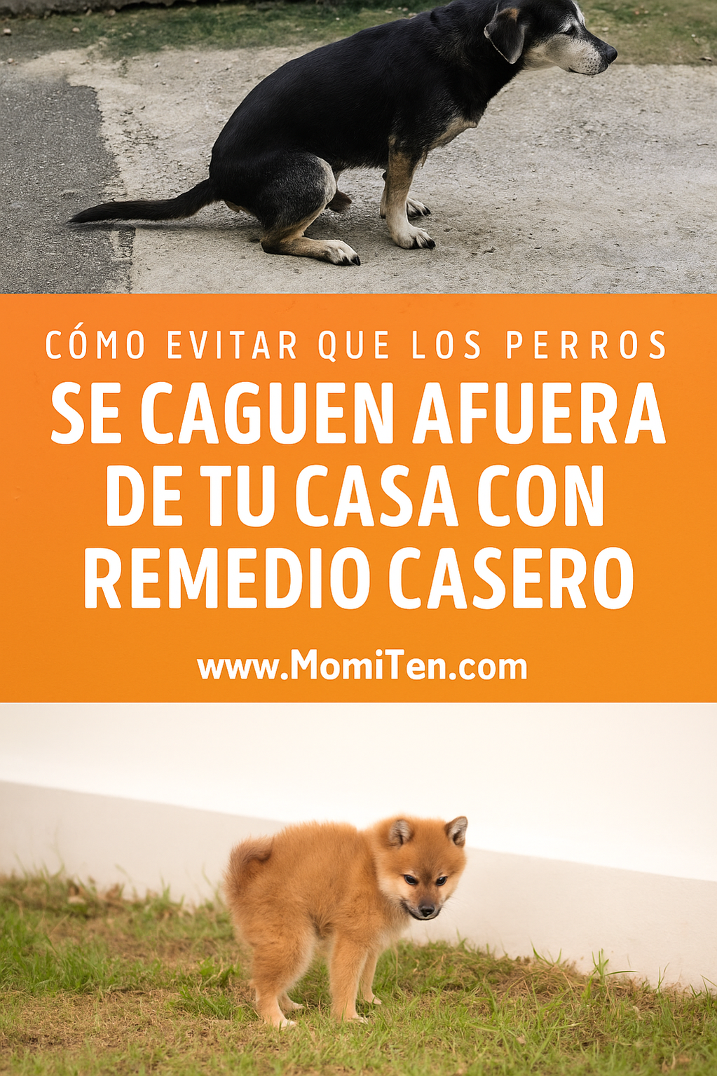 Cómo evitar que los perros se hagan afuera de tu casa