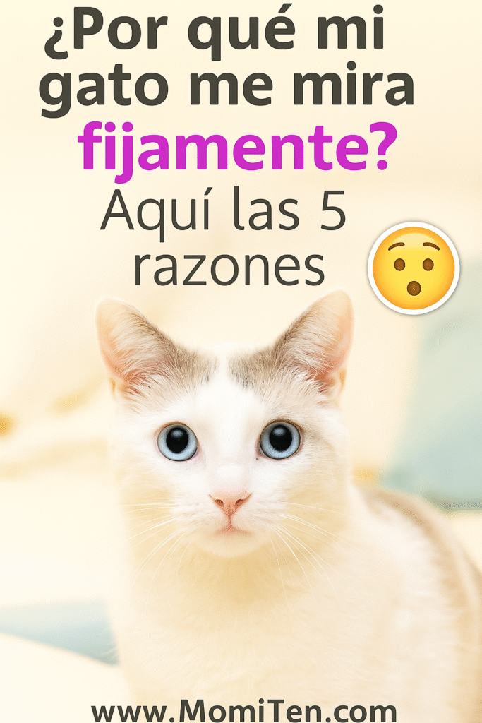 Por qué mi gato me mira fijamente