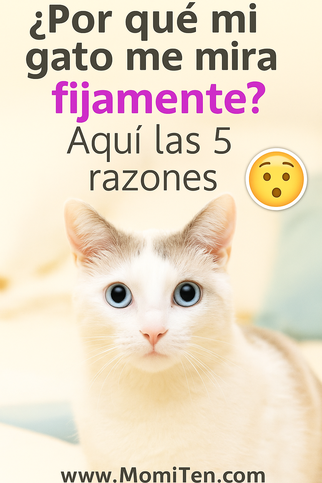 Por qué mi gato me mira fijamente